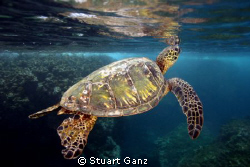 Green sea turtle seconds before taking a breath. by Stuart Ganz 